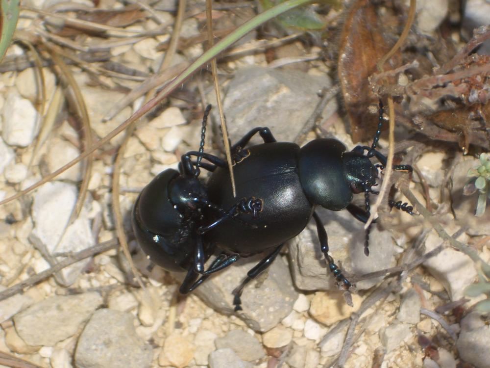 Crache-sang Timarcha tenebricosa (Fabricius, 1775)