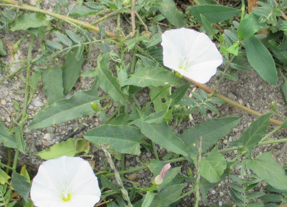 Liseron des champs, Vrillée Convolvulus arvensis L., 1753