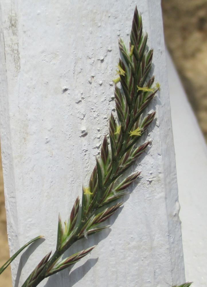 Ivraie vivace Lolium perenne L., 1753