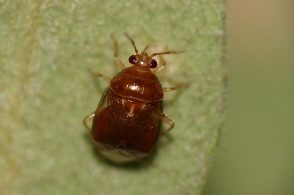  Deraeocoris lutescens (Schilling, 1837)