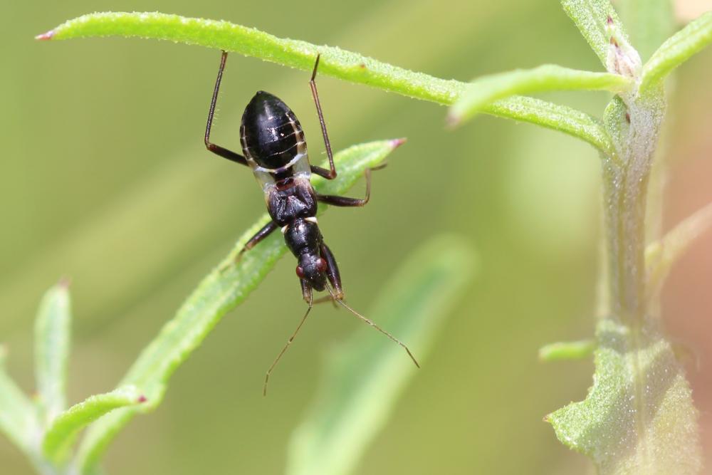 Nabide-fourmi Himacerus mirmicoides (O. Costa, 1834)