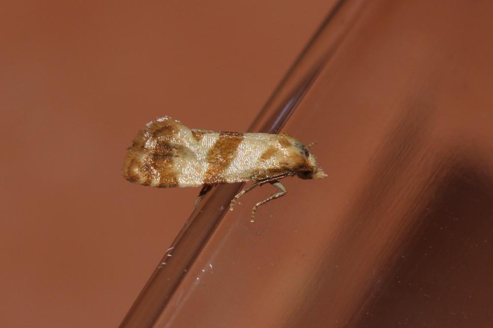 Phalonidia contractana (Zeller, 1847)