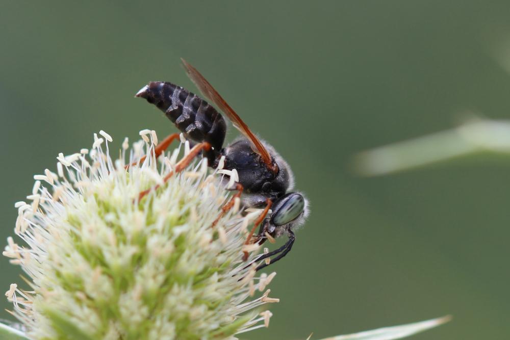 Tachytes etruscus (Rossi, 1790)