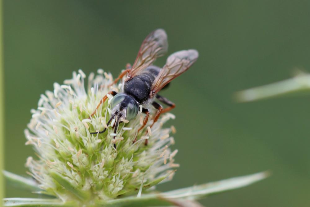 Tachytes etruscus (Rossi, 1790)