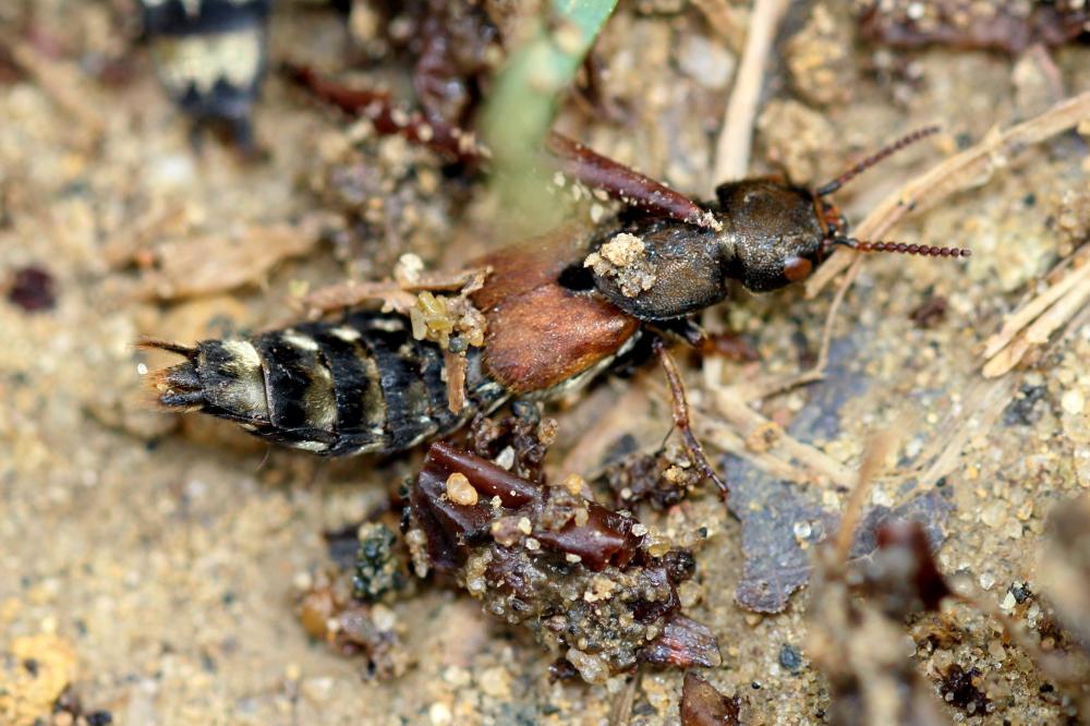 Platydracus Thomson, 1858