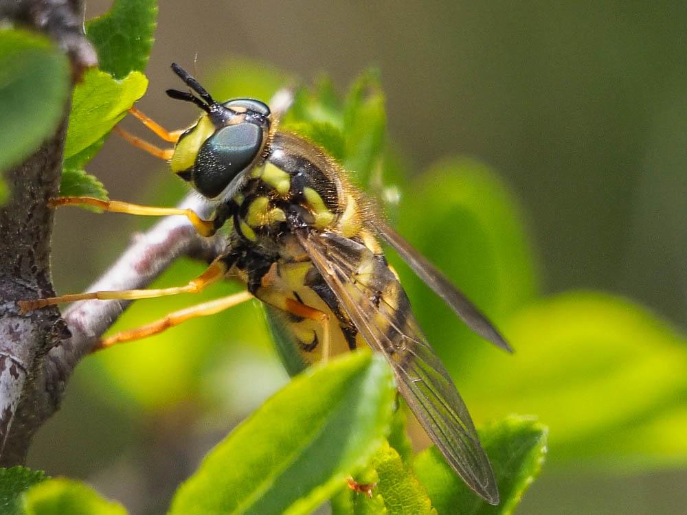 Chrysotoxum cautum (Harris, 1776)