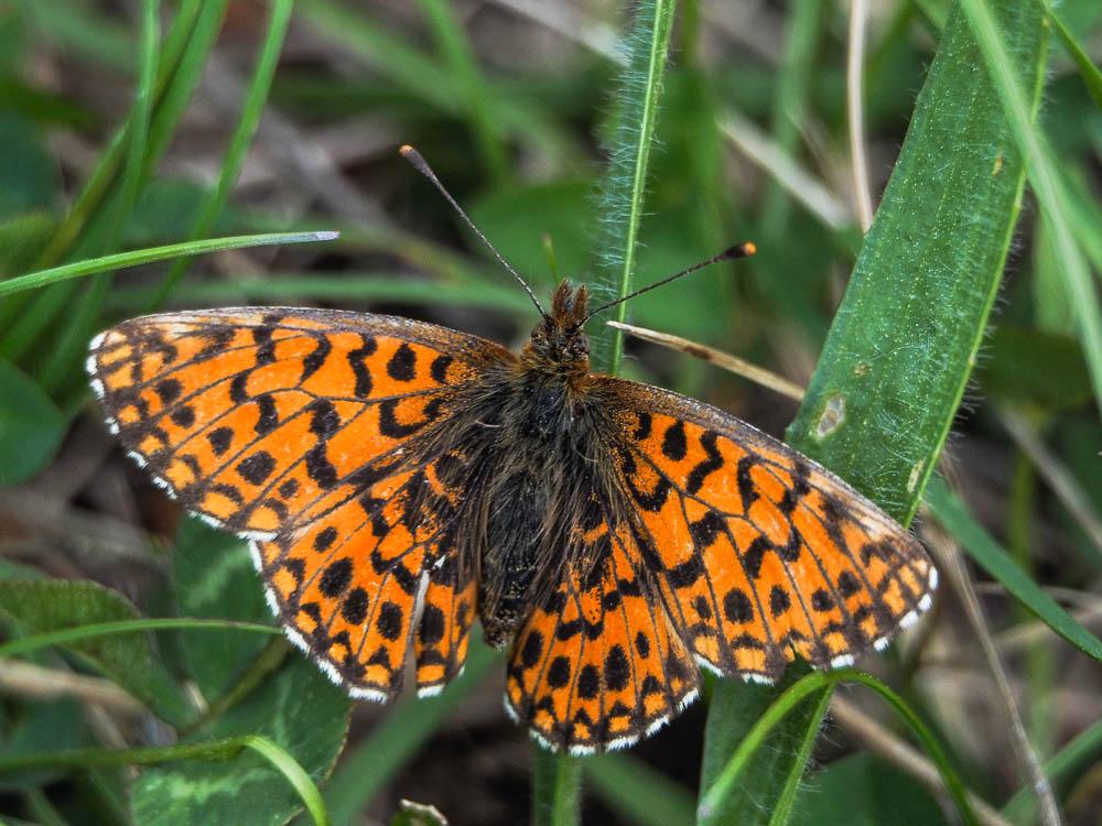 La Petite Violette (La), Nacré violet (Le) Boloria dia (Linnaeus, 1767)