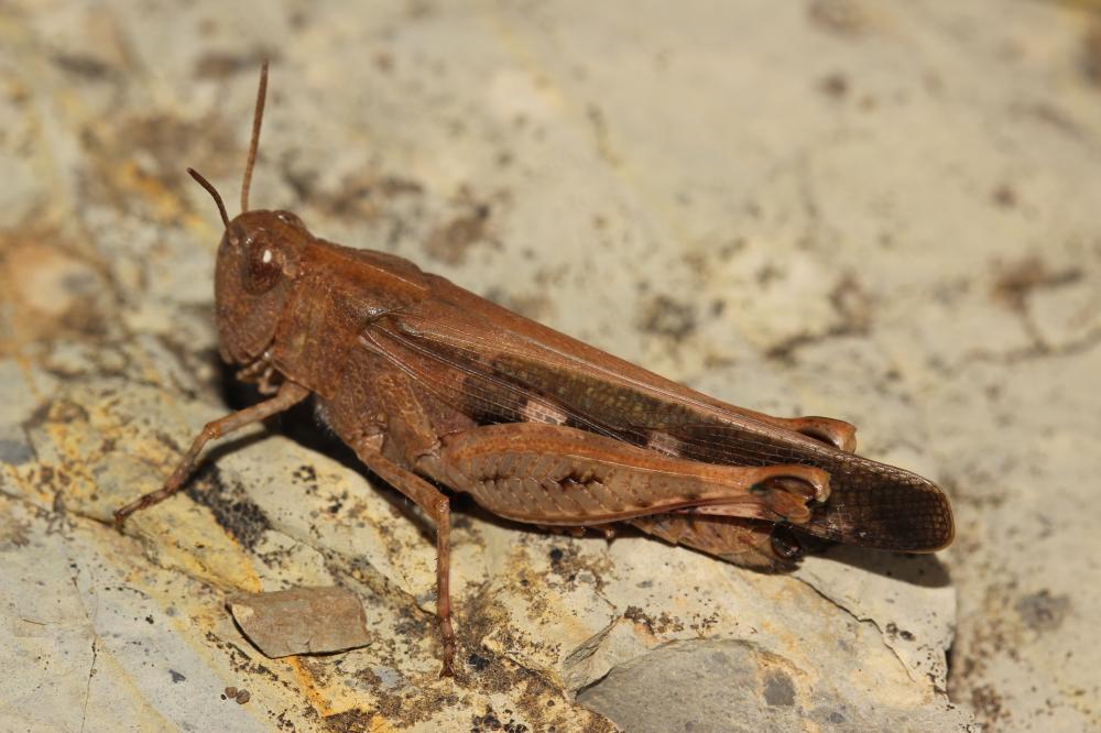 OEdipode automnale, Criquet farouche  Aiolopus strepens (Latreille, 1804)