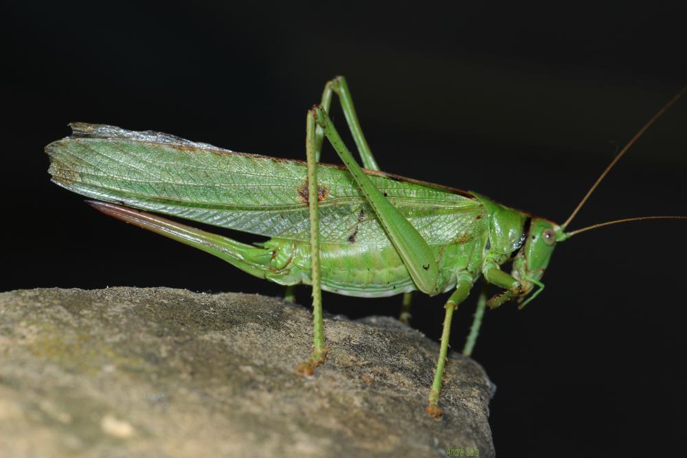 Grande Sauterelle verte, Sauterelle verte (des pré Tettigonia viridissima (Linnaeus, 1758)