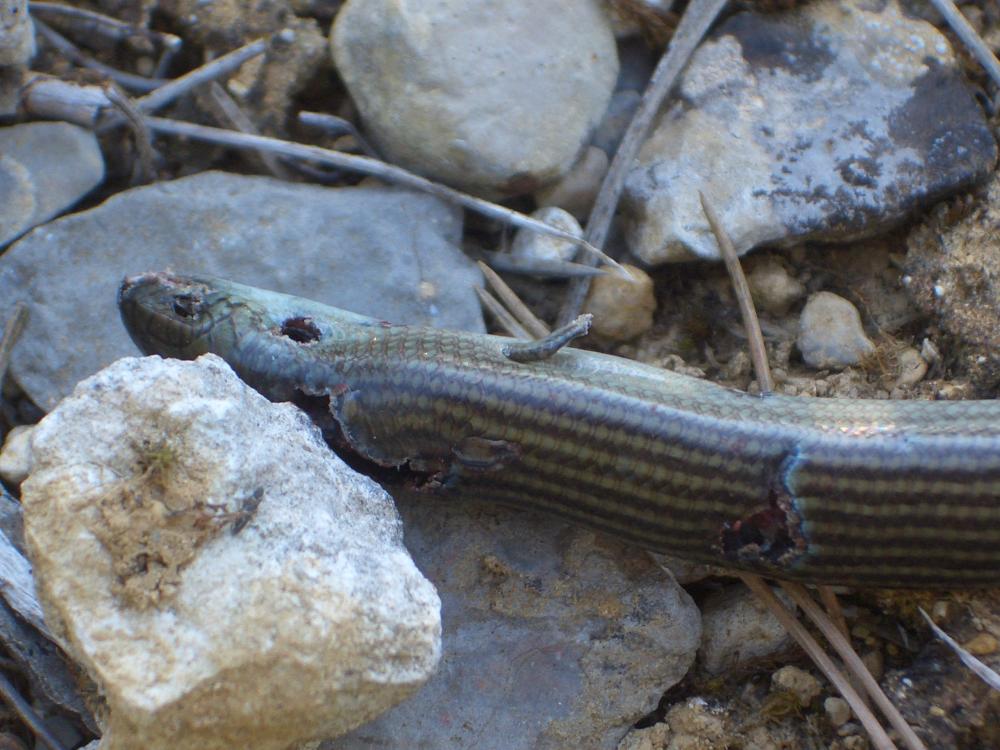 Seps strié Chalcides striatus (Cuvier, 1829)