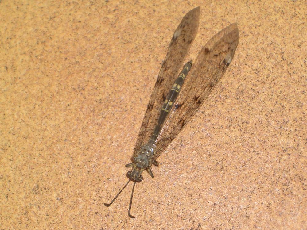Fourmillion longicorne Distoleon tetragrammicus (Fabricius, 1798)