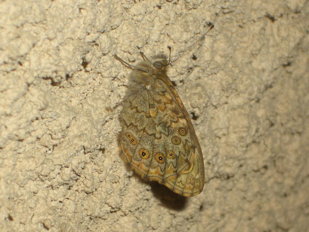 La Mégère (La), Satyre (Le) Lasiommata megera (Linnaeus, 1767)