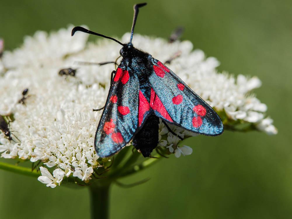 La Zygène du Pied-de-Poule (La), Zygène des Lotiers ( Zygaena filipendulae (Linnaeus, 1758)