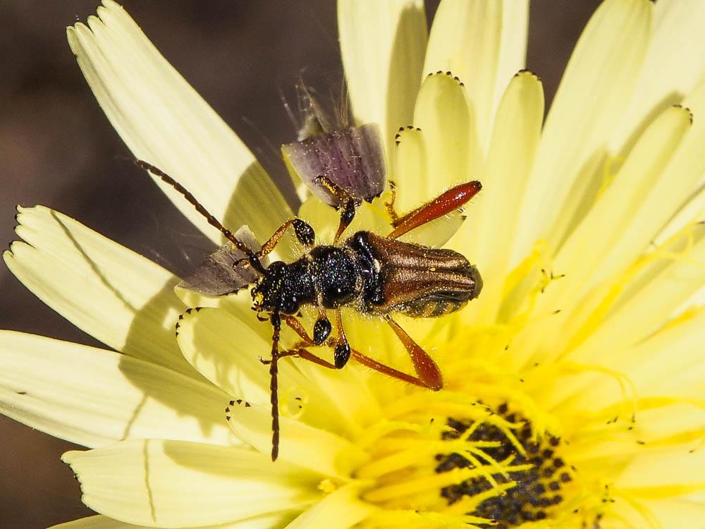 Sténoptère roux Stenopterus rufus (Linnaeus, 1767)
