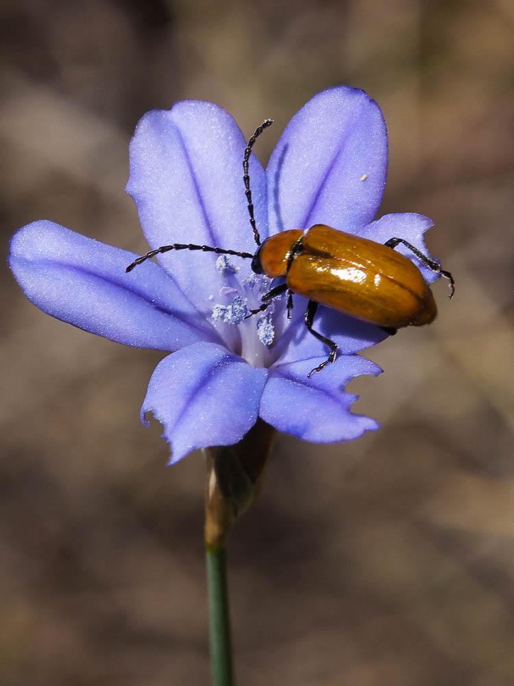 Lupérus portugais Exosoma lusitanicum (Linnaeus, 1767)