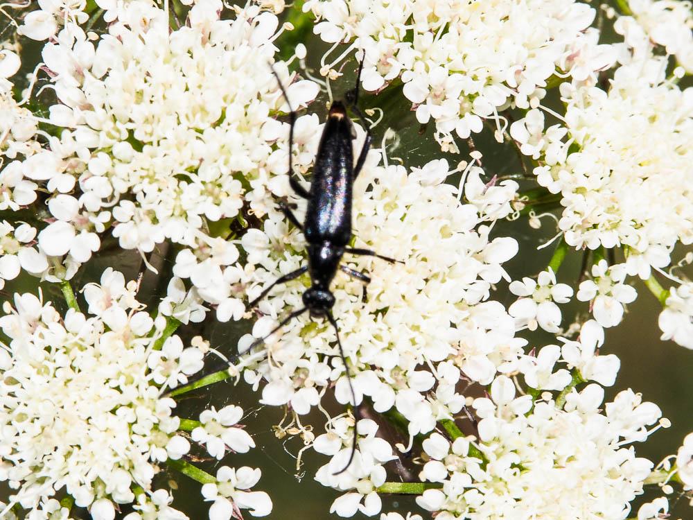 Lepture noir Stenurella nigra (Linnaeus, 1758)