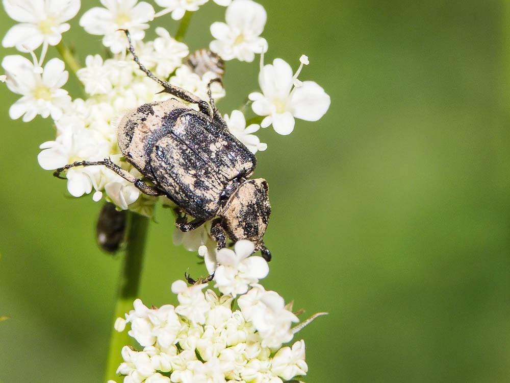 Cétoine punaise Valgus hemipterus (Linnaeus, 1758)