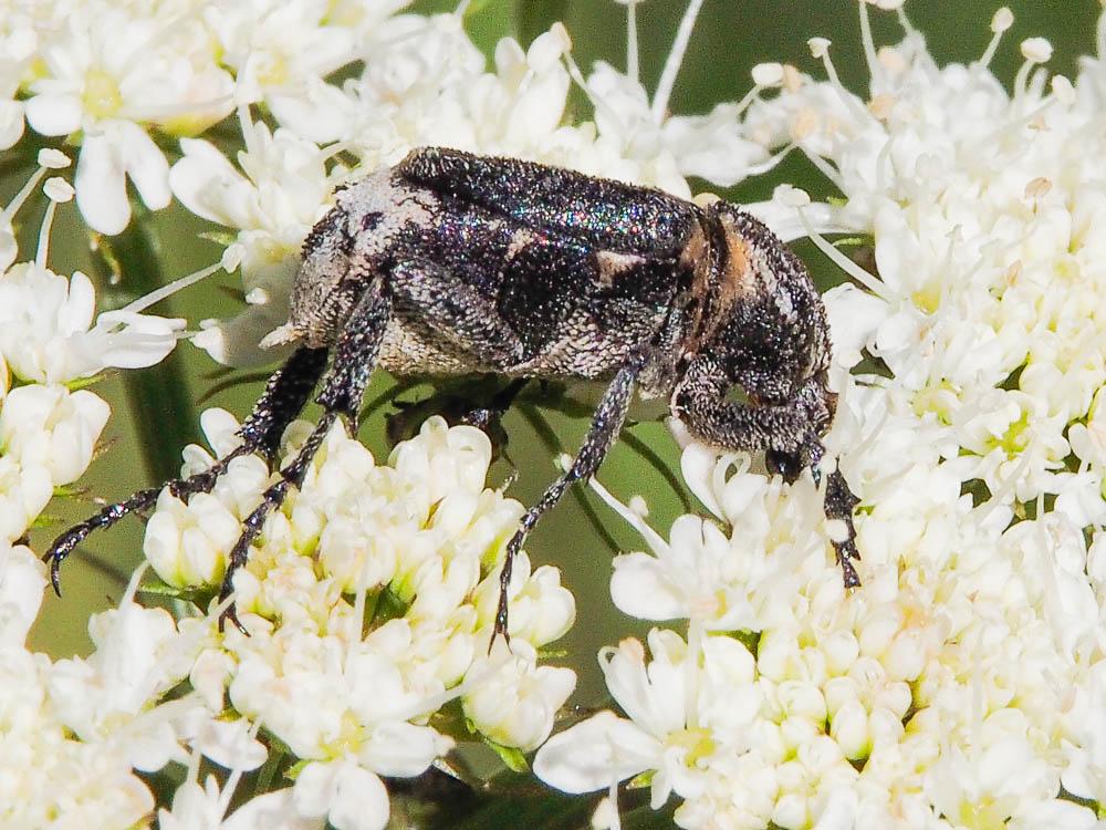 Cétoine punaise Valgus hemipterus (Linnaeus, 1758)