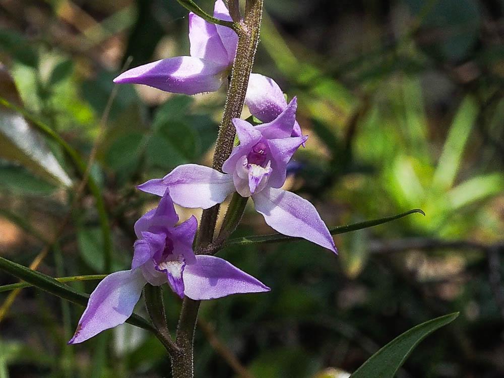 Céphalanthère rouge, Elléborine rouge Cephalanthera rubra (L.) Rich., 1817