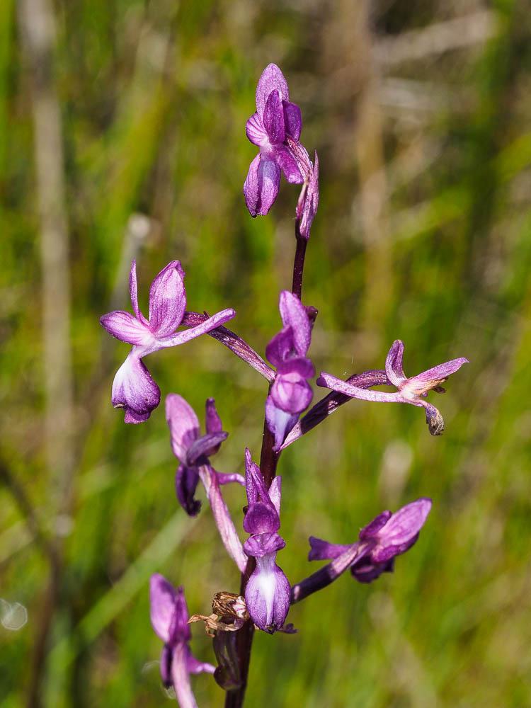Orchis à fleurs lâches Anacamptis laxiflora (Lam.) R.M.Bateman, Pridgeon & M.W.Chase, 1997