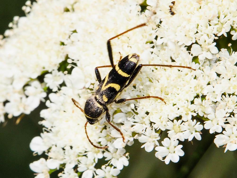 Clyte bélier (Le), Clyte guêpe (Le) Clytus arietis (Linnaeus, 1758)