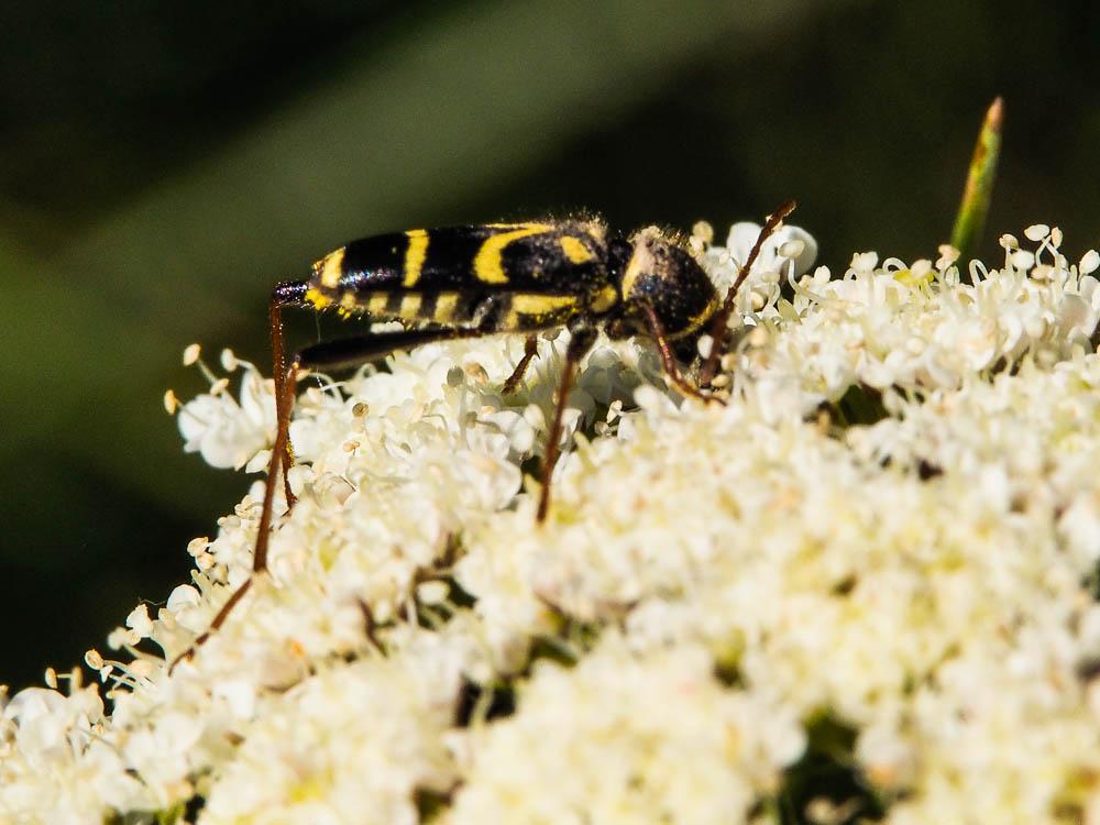 Clyte bélier (Le), Clyte guêpe (Le) Clytus arietis (Linnaeus, 1758)