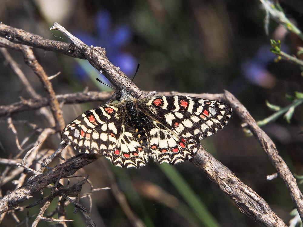 Proserpine (La), Thaïs écarlate (La), Proserpine d Zerynthia rumina (Linnaeus, 1758)