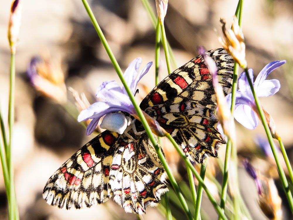 Thomise replet Thomisus onustus Walckenaer, 1805