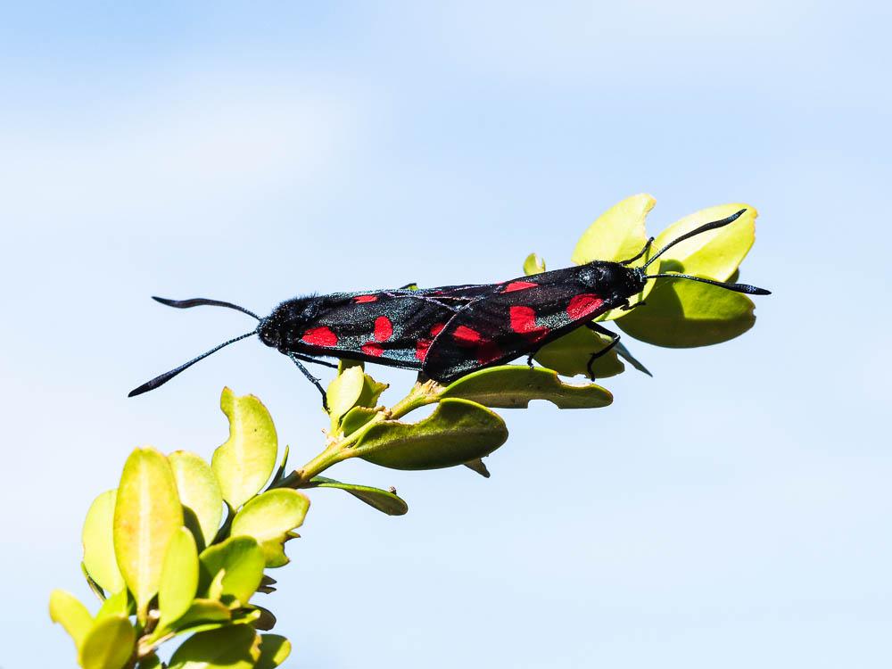 Zygène du Pied-de-Poule (La), Zygène des Lotiers ( Zygaena filipendulae (Linnaeus, 1758)