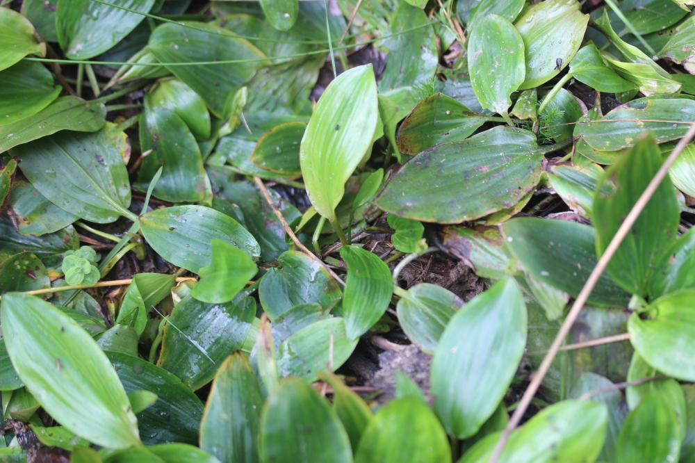 Potamot à feuilles de renouée Potamogeton polygonifolius Pourr., 1788