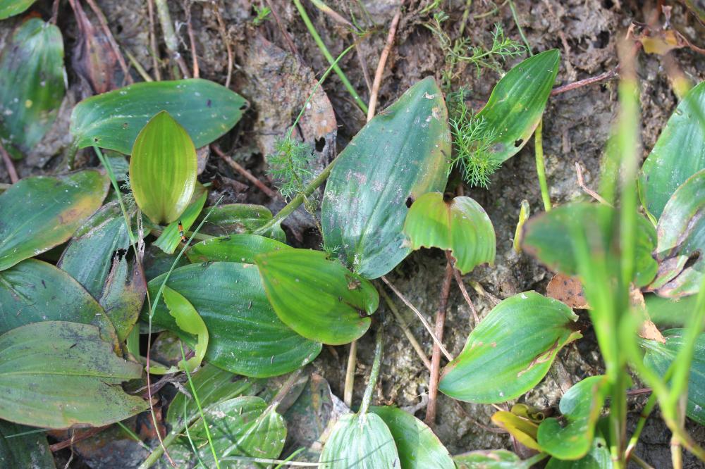 Potamot à feuilles de renouée Potamogeton polygonifolius Pourr., 1788