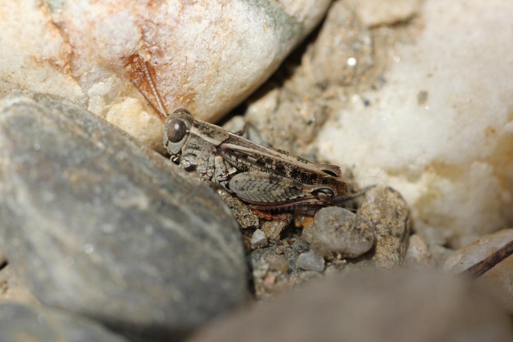 Caloptène ochracé, Criquet de Barbarie Calliptamus barbarus (O.G. Costa, 1836)