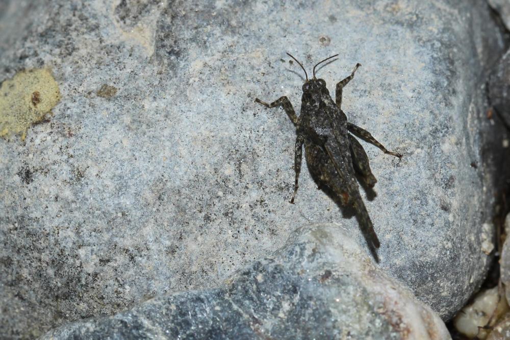 Tétrix des plages, Tétrix méridional Paratettix meridionalis (Rambur, 1838)