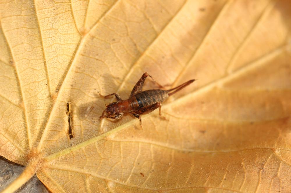 Grillon des Cistes Arachnocephalus vestitus Costa, 1855