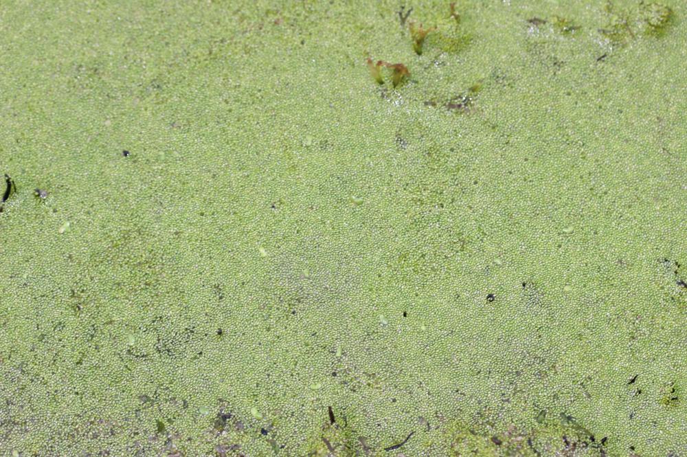 Lentille d'eau sans racine, Wolffie sans racines Wolffia arrhiza (L.) Horkel ex Wimm., 1857