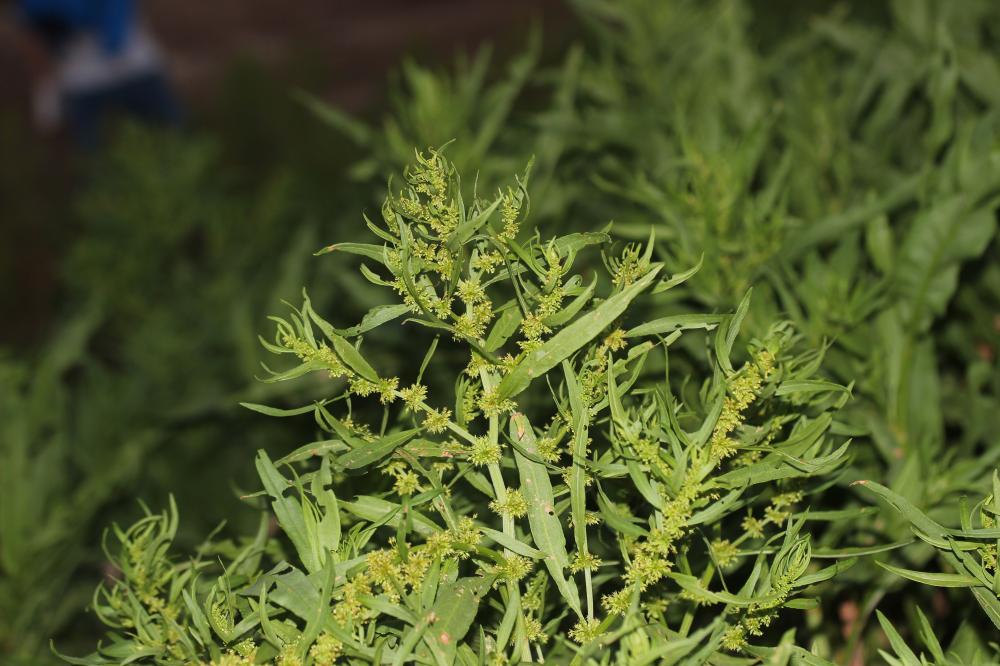 Patience maritime Rumex maritimus L., 1753
