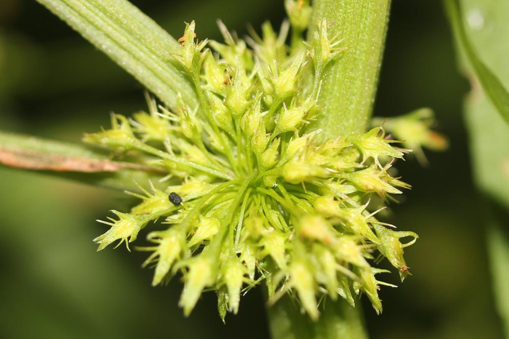 Patience maritime Rumex maritimus L., 1753