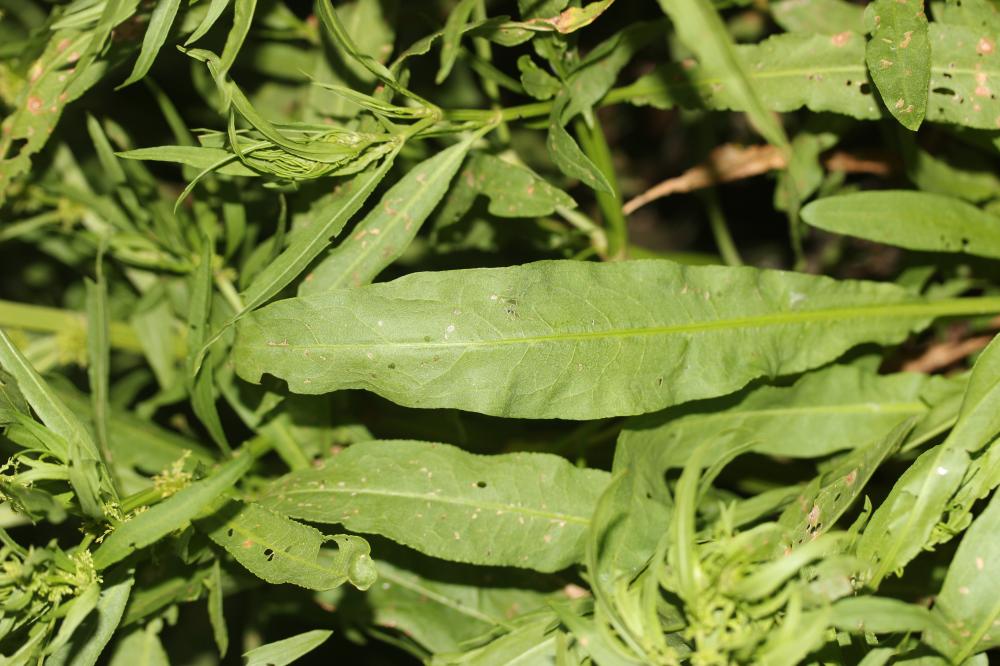Patience maritime Rumex maritimus L., 1753