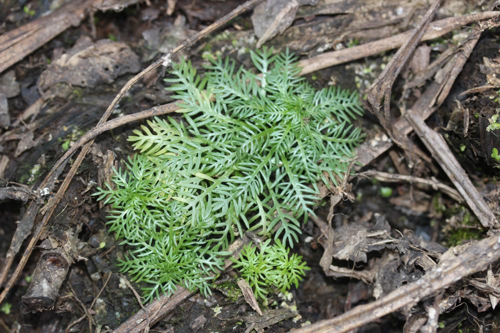 Hottonie des marais, Millefeuille aquatique Hottonia palustris L., 1753