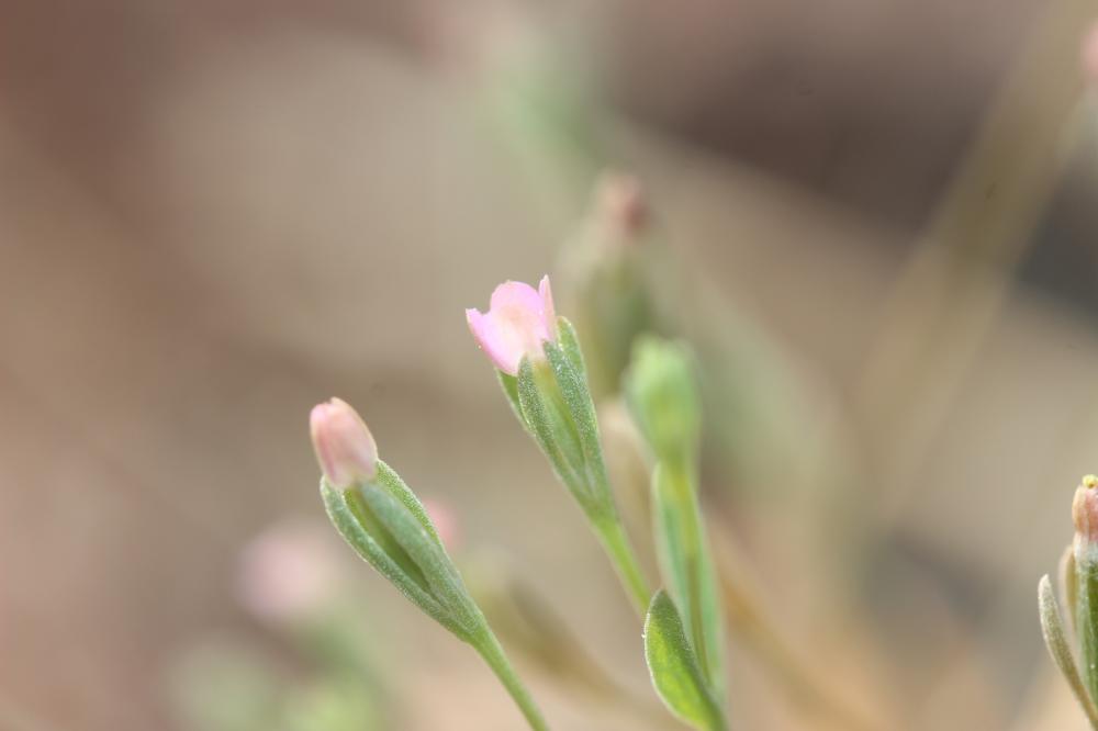 Cicendie naine, Éxacule nain, Cicendie fluette Exaculum pusillum (Lam.) Caruel, 1886