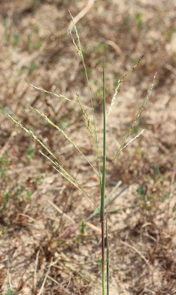 Panic à fleurs dichotomes, Panic dichotome Panicum dichotomiflorum Michx., 1803