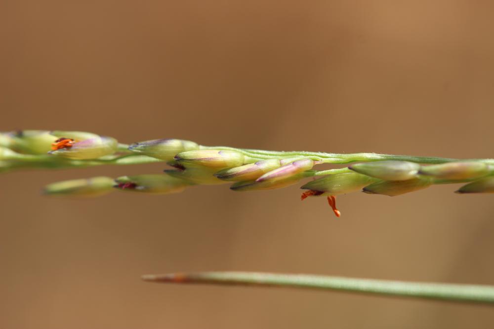 Panic à fleurs dichotomes, Panic dichotome Panicum dichotomiflorum Michx., 1803