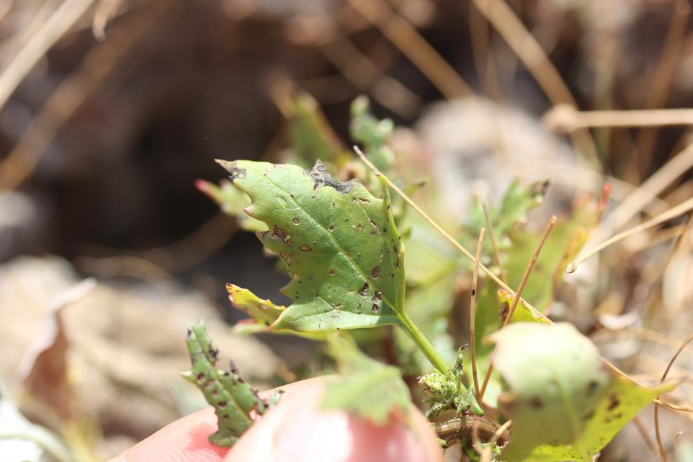 Ansérine rouge Oxybasis rubra (L.) S.Fuentes, Uotila & Borsch, 2012