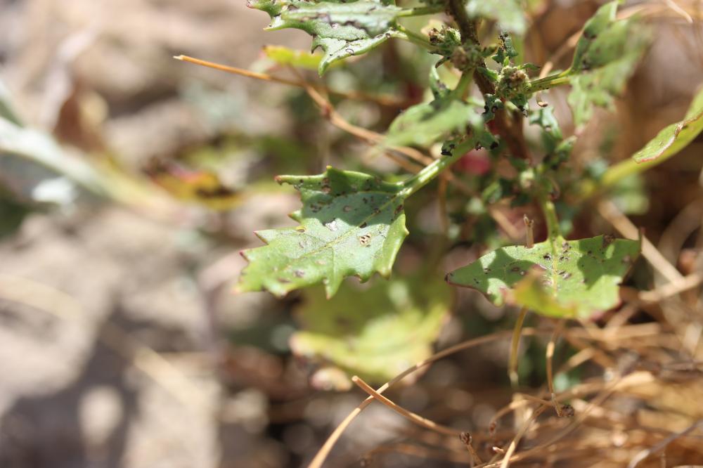 Ansérine rouge Oxybasis rubra (L.) S.Fuentes, Uotila & Borsch, 2012