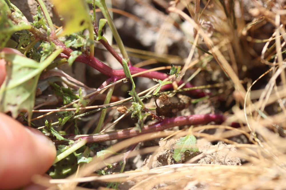 Ansérine rouge Oxybasis rubra (L.) S.Fuentes, Uotila & Borsch, 2012