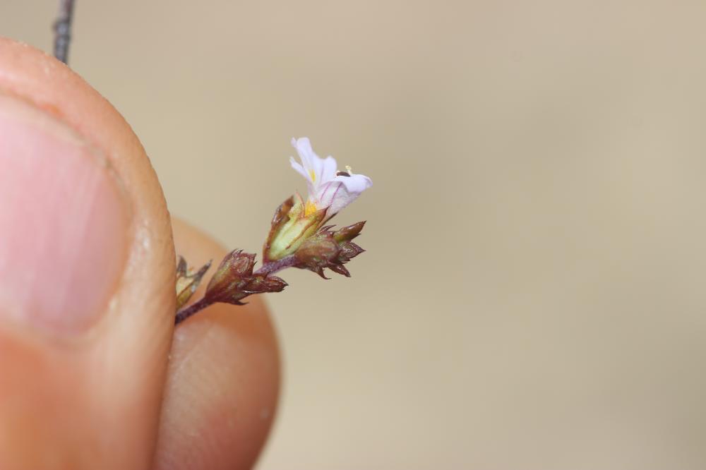 Euphraise raide Euphrasia stricta D.Wolff ex J.F.Lehm., 1809