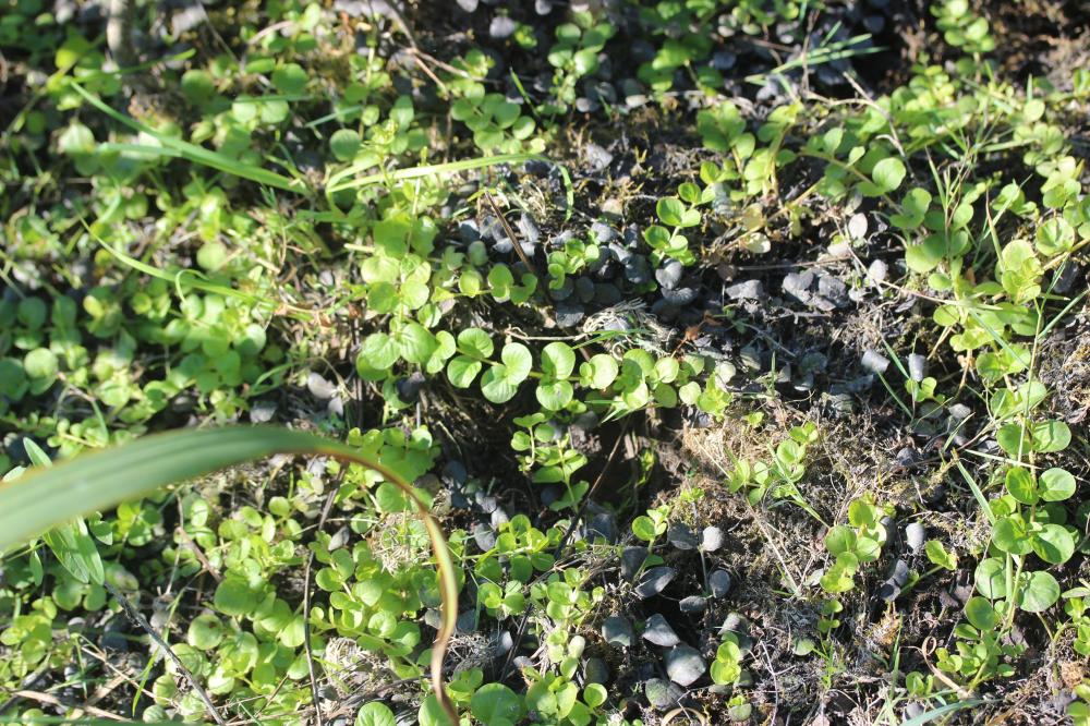 Lysimaque nummulaire, Herbe aux écus Lysimachia nummularia L., 1753