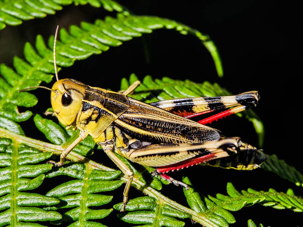 Arcyptère bariolée, Poupée sibérienne, Criquet bar Arcyptera fusca (Pallas, 1773)