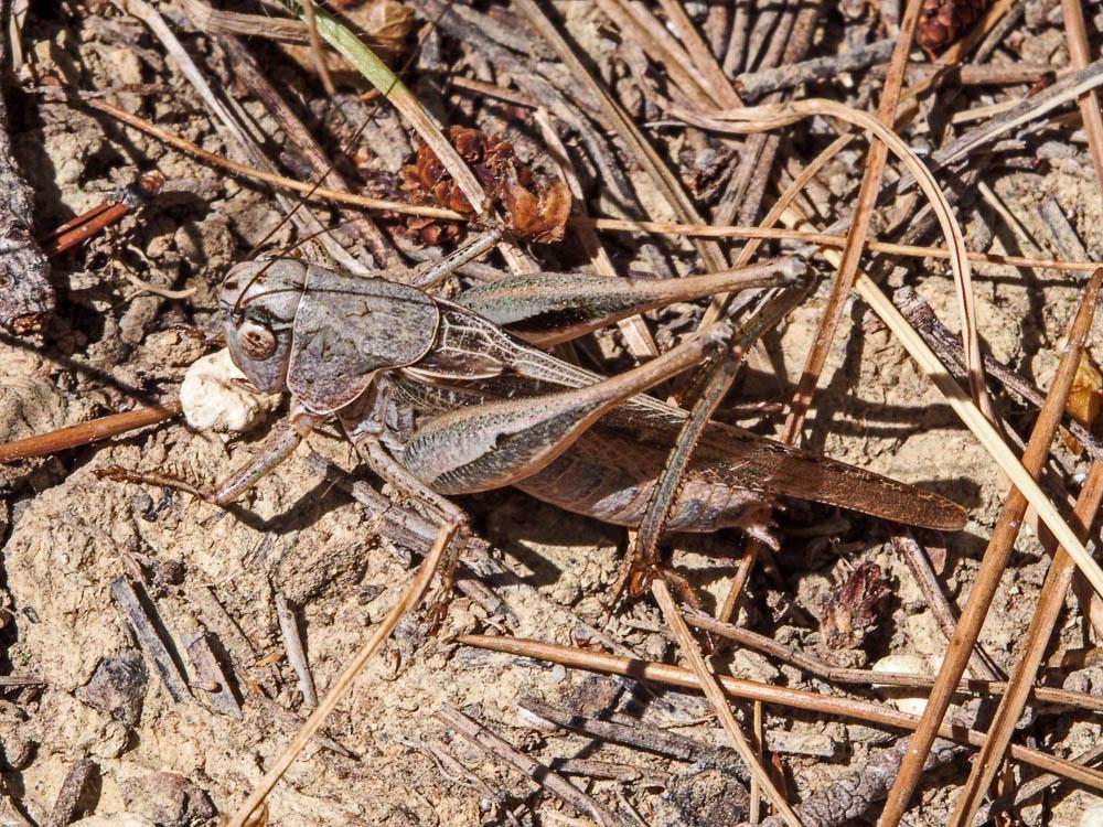 Decticus Audinet-Serville, 1831