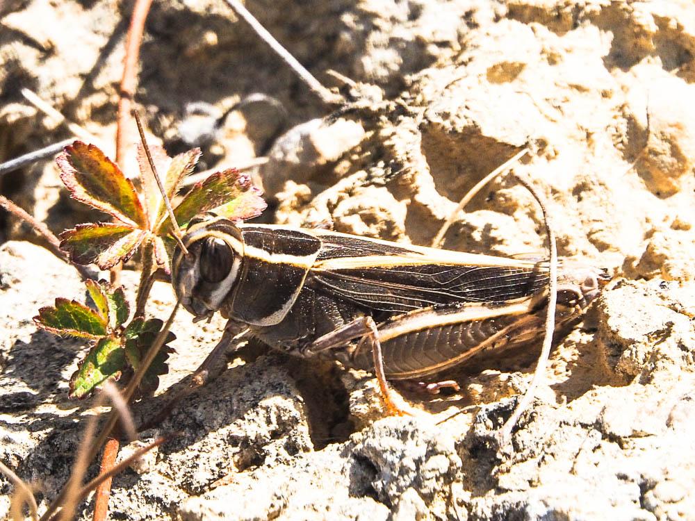 Le  sp. Calliptamus Audinet-Serville, 1831 sp.